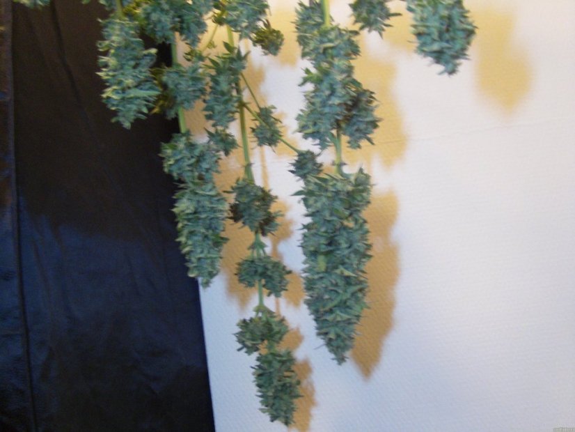 Northern Light Automatic - autoflowering zaden 10st Royal Queen zaden