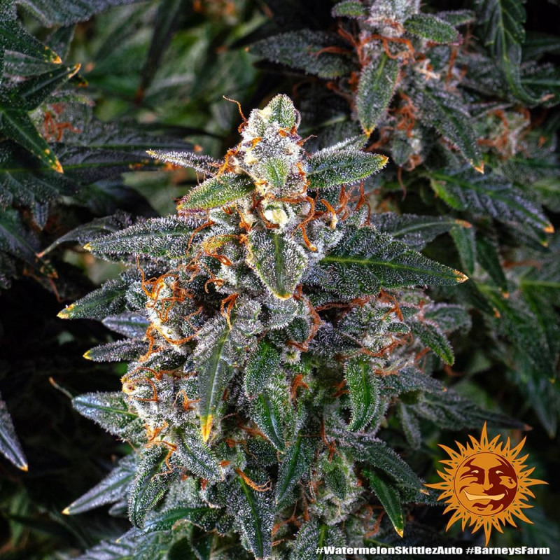 Watermelon Zkittlez Auto - autoflowering semena marihuany 3 ks Barney´s Farm