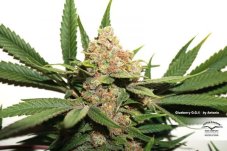 Glueberry OG - Dutch Passion 3 feminized seeds