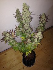 Jacky White  - feminizované semená  10 ks Paradise Seeds