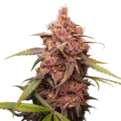 Nasiona feminizowane Purple Punch 5 szt Seedstockers