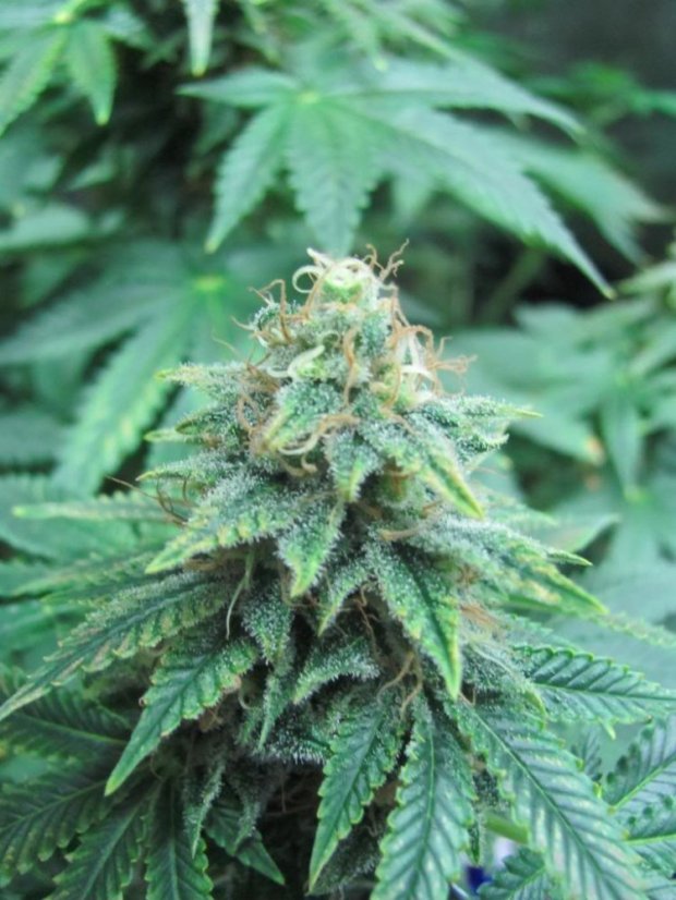 Lemon Thai Kush - feminizovaná semienka 5ks Humboldt