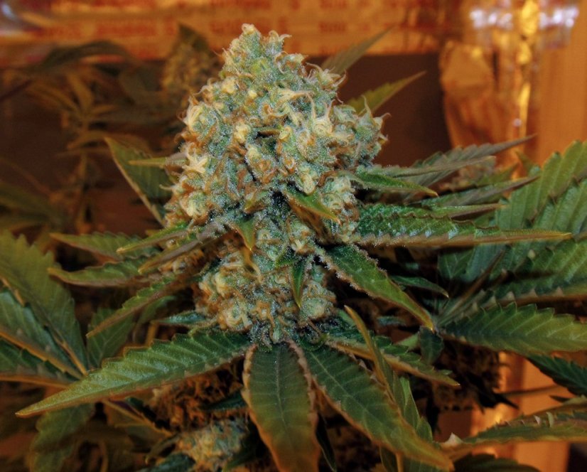 Lemon Thai Kush - reguläre Samen 10 Stück Humboldt