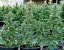 Epsilon F1 - autoflowering Marihuana Samen 5Stck, Royal Queen Seeds