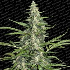 Pandora - feminized And autoflowering seeds 5 pcs Paradise Seeds