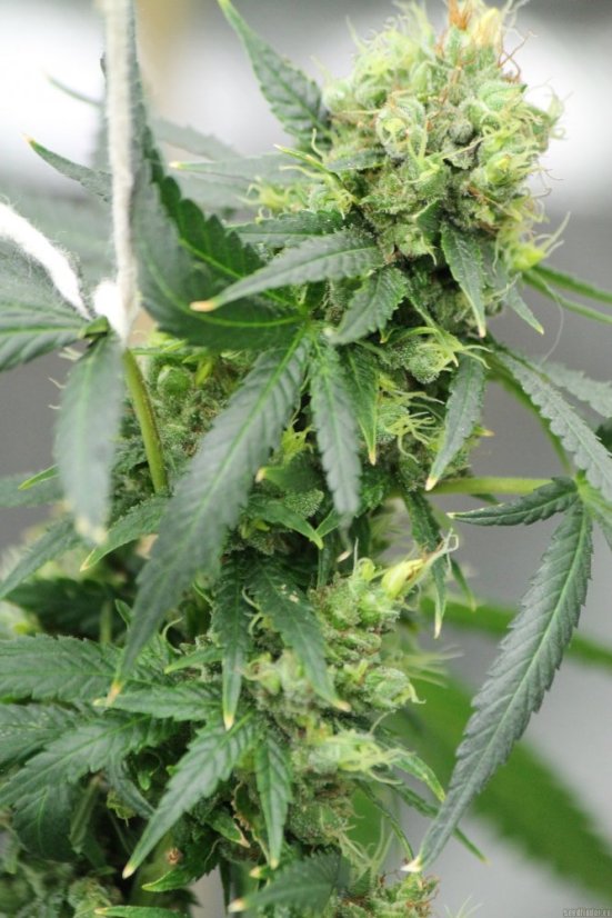Red Dragon – feminizované semienka 10 ks Barney Farms
