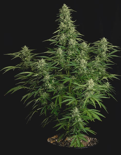 Milky Way F1 - samonakvétací semena marihuany 3ks, Royal Queen Seeds