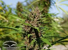 Purple 1- Standardized Seeds 10 pcs Dutch Passion