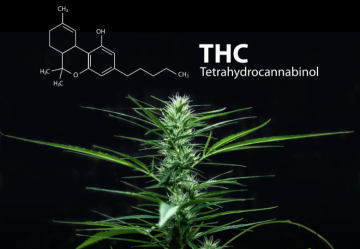 THC-Gehalt in Cannabis – Wie viel Prozent sind zu viel?