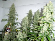 Amnesia Haze 10 ks (Indoor), regulárny semená Hy-Pro