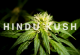 Hindu Kush - Indian hemp with a high resin content ideal for hashish production