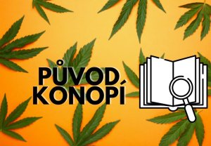 Pôvod konope: Ako sa táto rastlina rozšírila po celom svete?