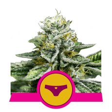 Sherbet Queen - feminizovaná semienka 10 ks Royal Queen Seeds