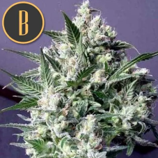 BlimBurn Seeds Dama Blanca feminizované semená