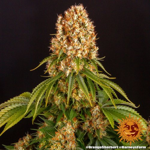 Orange Sherbert - feminizowane nasiona marihuany 5 szt Barney's Farm