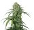 CBD 1:1 Silver Lime Haze autocvjetajuće sjeme 3 kom Seedstockers