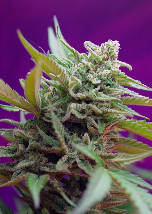 Black Jack Auto – 3 ks autoflowering semien Sweet Seeds