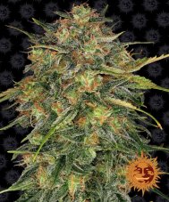 Barney's Farm Cheese feminisierte Samen