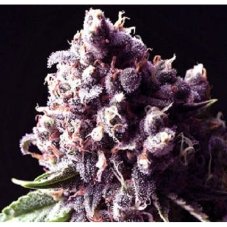 Sagarmatha Seeds Purple Pinecone feminizované semená