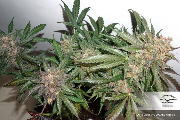 Auto Glueberry OG® - selbstblühende Samen 7 Stück Dutch Passion