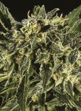 Super CBDx Bama Yao x SCBDX feminizovaná semena