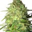 Special Queen n. 1 - feminized seeds 5 pcs Royal Queen Seeds
