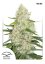 Think Big - fem. autoflowering semená 7 ks Dutch Passion