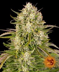 Wedding Cake Auto Feminized Seeds - 3