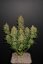 Lemon AK Auto - Autoflowering Marihuana Samen 5 Stück Fast Buds