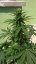 Bubble Gum Auto - 10 autoflower semen Fair Seeds