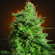 Delahaze - feminizované semená 3ks Paradise Seeds