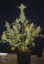 White Widow XXL Auto - fem. a autoflowering semienka 5ks Dinafem