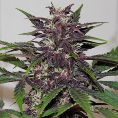 Purple Kush - autoflowering seeds Buddha