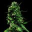 LSD - феминизирани семена Barney's Farm 3 бр.