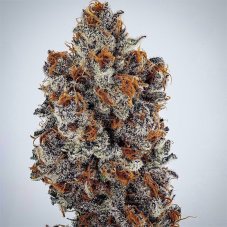 Ethos Genetics Banana Hammock Rbx feminized seeds