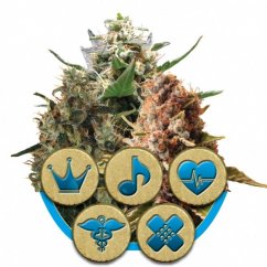 Medical Mix - feminizowane nasiona 3ks Royal Queen Seeds