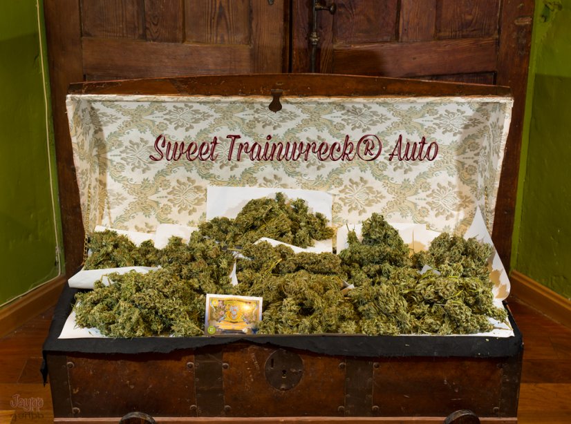 Sweet Trainwreck Auto - feminizovaná a samonakvétací semínka 5ks Sweet Seeds