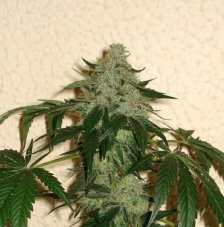 Karma Genetics RoadDawg regulérní semena