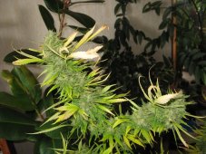 Psicodelicia – feminizovaná semínka 3 ks Sweet Seeds