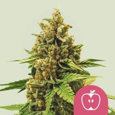 Apple Fritter - nasiona feminizowane 5 szt Royal Queen Seeds