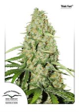 Think Fast® - Feminizowane 5ks Dutch Passion Seeds