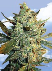 Flying Dutchmen Power Skunk feminized seeds