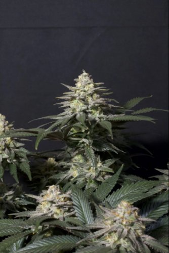 Purple Lemonade FF - feminisierte Marihuana Samen 3 Stück Fast Buds