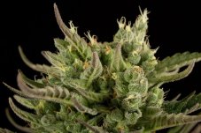 Deep Cheese - Semi Feminizzati 5pz Dinafem | Qualità Premium