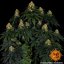 Skywalker OG Auto - autoflowering semena marihuany 5 ks Barney´s Farm