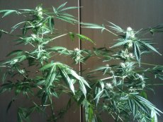 Black Jack Auto – 3 ks autoflowering semínek Sweet Seeds