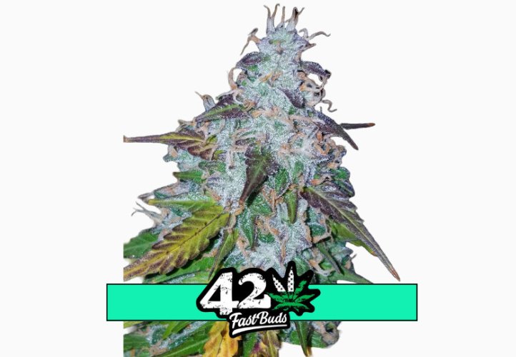 Californian Snow Auto - autoflowering marijuana seeds 5 pcs Fast Buds