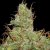 Jack Herer - nasiona feminizowane 5 szt Seedsman