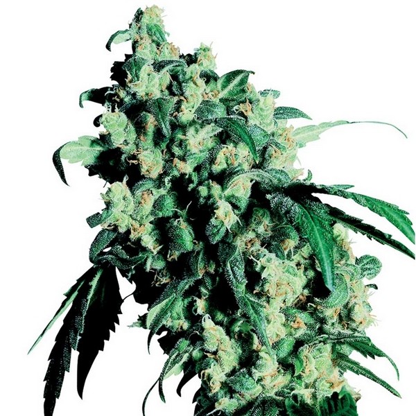 Super Skunk -  feminizovaná semínka 10 ks Sensi Seeds