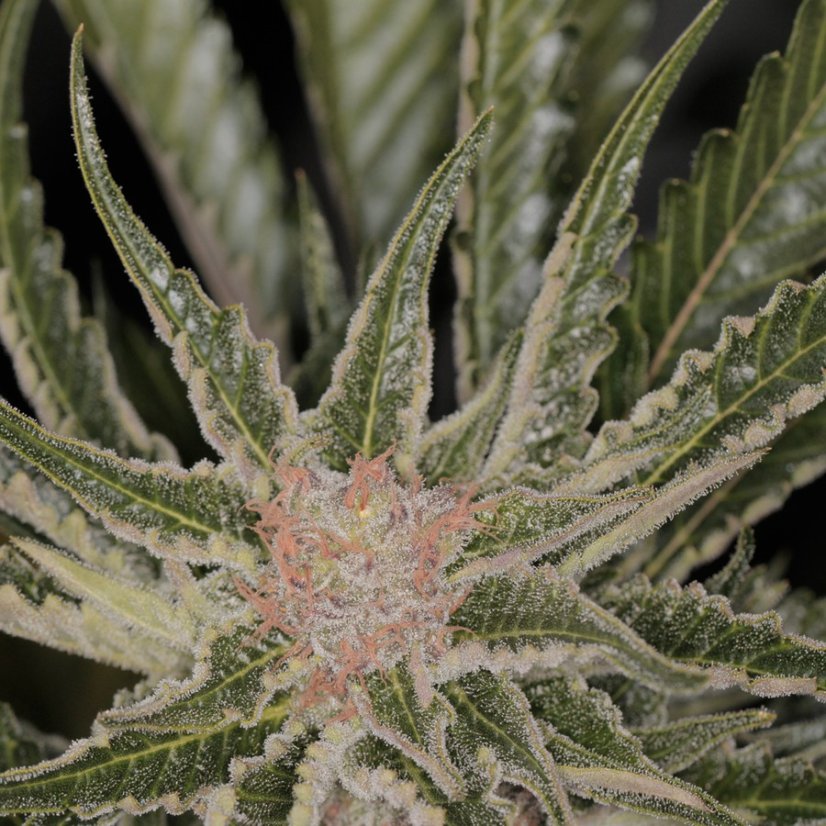 Bad Azz Kush - feminizovaná semínka 3 ks Barney´s Farm